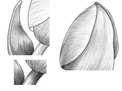 Как нарисовать тюльпан карандашом поэтапно