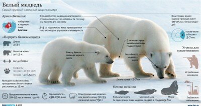 Как нарисовать медведя