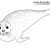 Как нарисовать тюленя