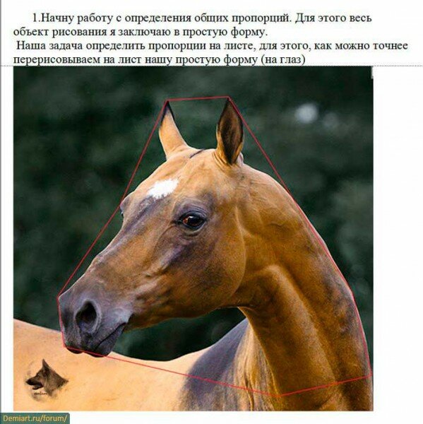 урок построение головы лошади