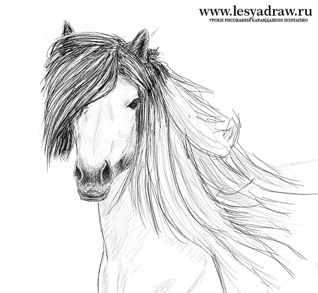Как нарисовать лошадь карандашом 